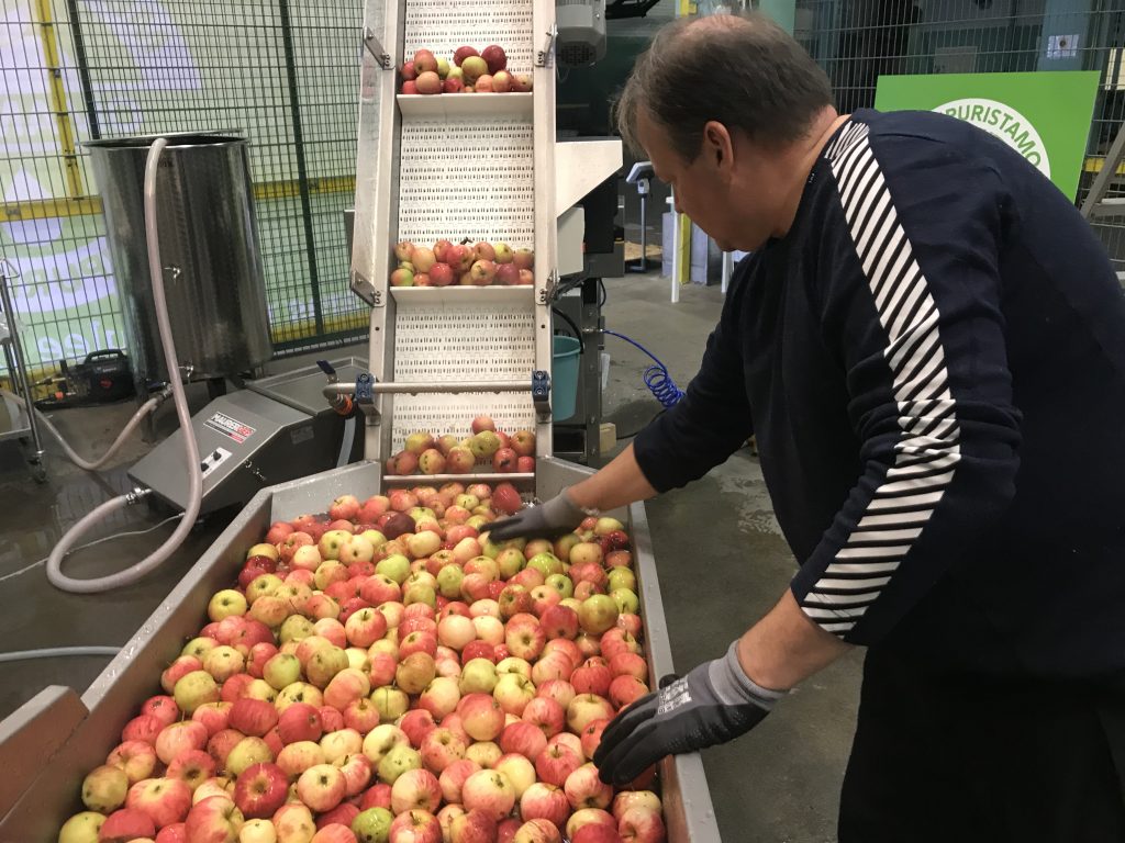 Omamehussa omenat pestään huolellisesti ja heikkolaatuiset poistetaan ennen puristusta